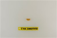 藏品(拉氏清溪蟹)的圖片